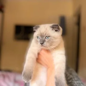 скоттиш-фолд,