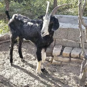 geçi owlak