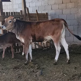ARASSA SIWES TUWE
