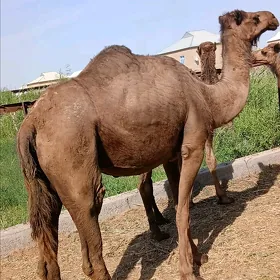 torumly düýe