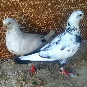 kepderi