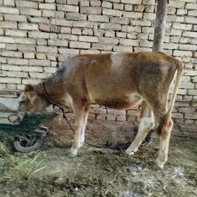 Arassaja Gulajyn