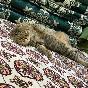 shotland shinshilla pishik