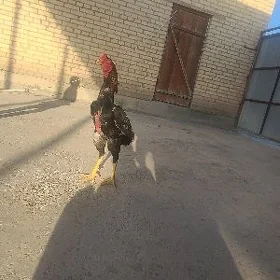 Baýsy makiler bilen horaz