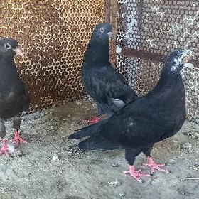 kepderi