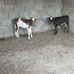 Ekiz göleli sygyr