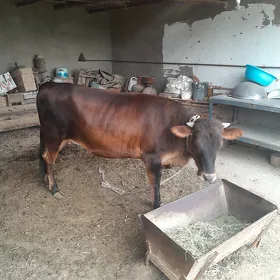 Gulajyn gole