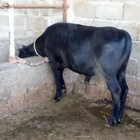 öküz