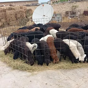 Guzylar arassa gisar paroda