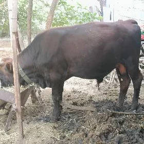 ökuz