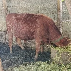 ökuz