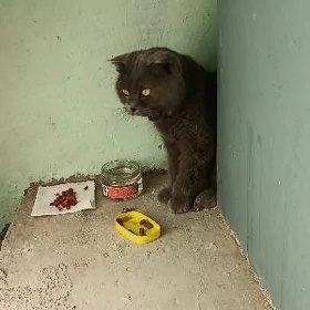 В добрые руки