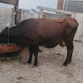 goleli sygyr