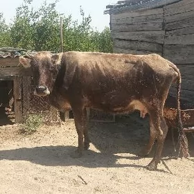 Tanaly sygyr