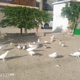 kepderi