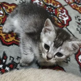 Şinşila paroda pisik oglanjk