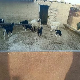 Owlaklı gecı
