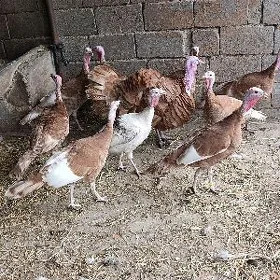 owgan induk ýumurtga