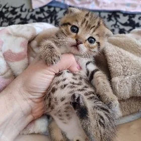 вислоухие котята
