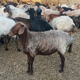 satlyk mallar