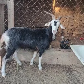 geci