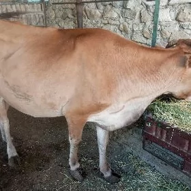 Sygyr