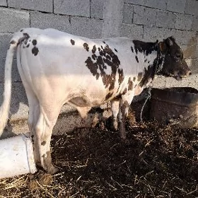 Öküz