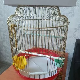 Клетка