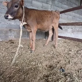 gibirit tüwe