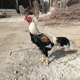 Baysok horaz