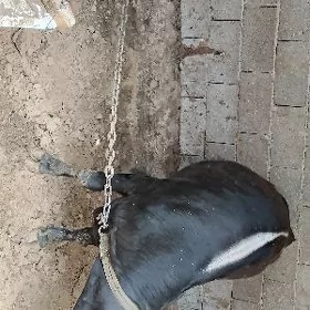 Ökuz