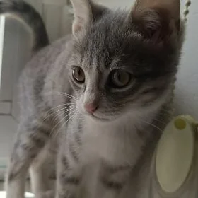 pişik