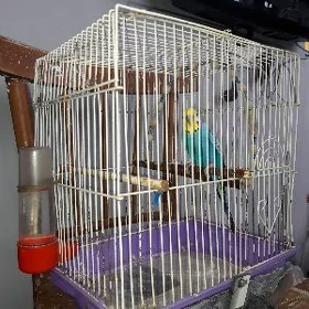 Papugay