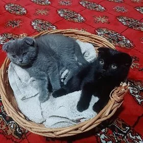 Вислаухии