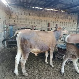 şwes okuz 3 sani