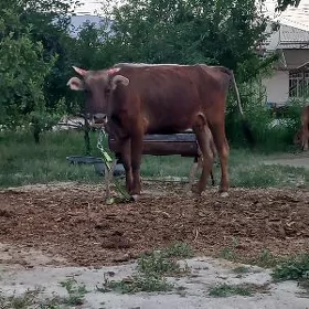 Goleli sygyr