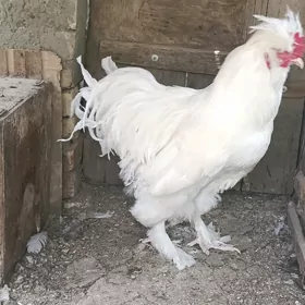 Troýka ak telpekli ordek