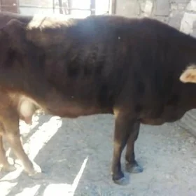 Bogaz sygyr