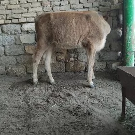 TOHUM OKÜZ