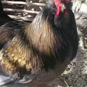 brama yumurtga