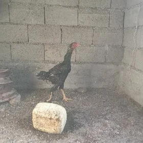 taşkent brama