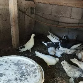 kepderi