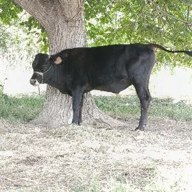 bakyly okuz