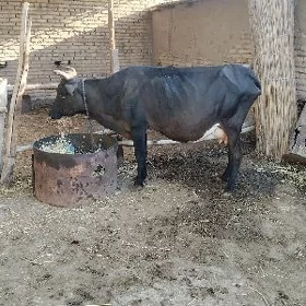 Yas  saglyk  sygyr