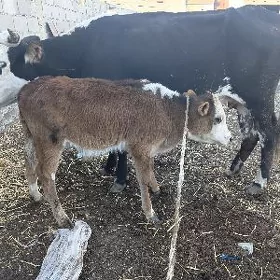 8 goleli sygyr