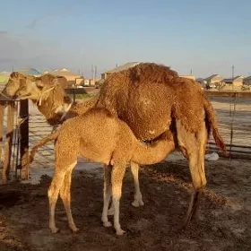 Düýe köşekli