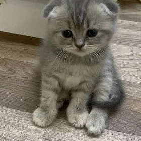 котята