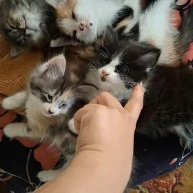 котята в добрые руки