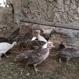 induk juyje