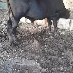 Окуз